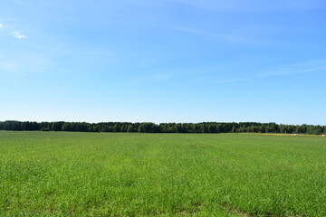 Obraz premium green field and blue sky