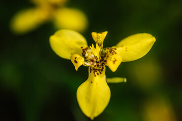 Butter Yellow Spotted Orchid