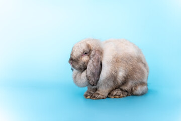 Fat rabbit long ears and brown fur On blue background, to animal concept