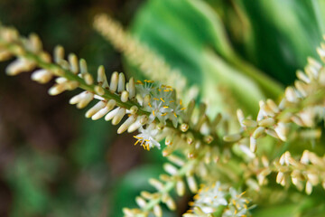 Small White Flowers