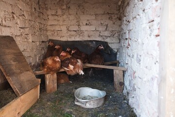 Group of hens sitting on perch inside chicken coop in henhouse. © 3dillustrations