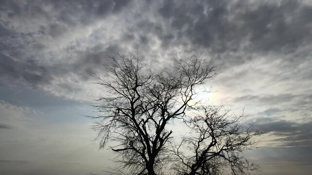 Crown of a tree against the sky
