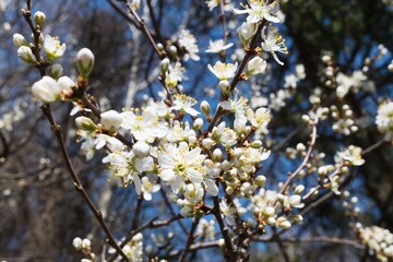 Fototapeta premium Blooming cherry tree flowers. Closeup macro photo.
