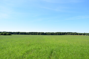 Obraz premium green field and blue sky