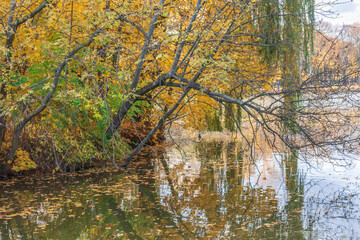 Fototapeta na wymiar Autumn bright colorful landscape, tree leaning over the pond