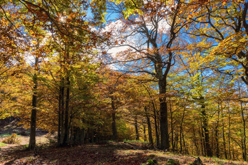 Beech forest in autumn. Brown colors and foliage