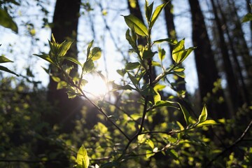 Young fresh tree leaves in spring against shining sun, beautiful evening, closeup. Taken in nature, forest of Beskydy, Czech republic.