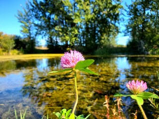 Pink wildflower by the lake 
