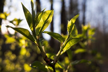 Young fresh green tree leaves in beautiful spring evening, closeup with smooth bokeh.