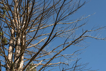 Brown birch branches against blue sky