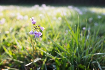 Small pink flowers blooming in spring meadow. Morning dew. Sunny day. Beautiful detail, fresh green floral background.