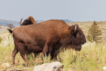 Bizon © Galyna Andrushko