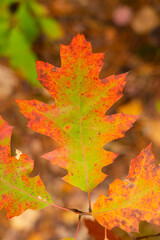 Green oak leaf transitioning to red in autumn