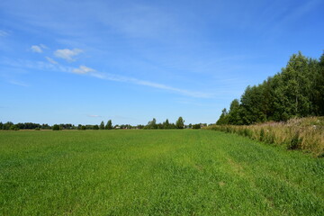Obraz premium landscape with grass and sky