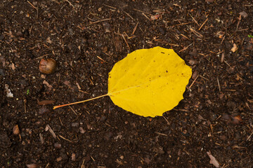 Yellow aspen leaf on the ground