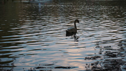 A white swan floats on a blue lake. The waterfowl lives in the park.