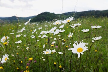 Field of marguerites, ox-eye daisies. Daisy is a small grassland plant that has flowers with a...