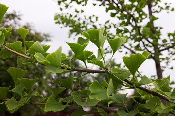Ginkgo biloba green leaves on tree.
