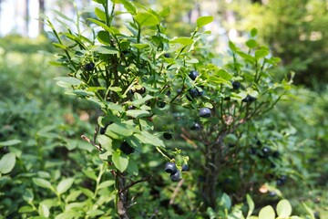 Closeup of forest blueberries bush plant in summer.