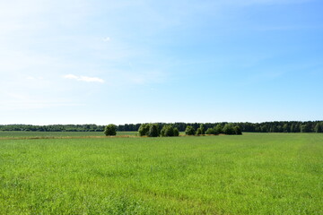 field and blue sky