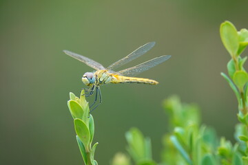 Libelle