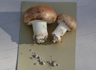 Champignons de paris blonds