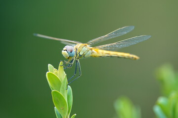 Libelle