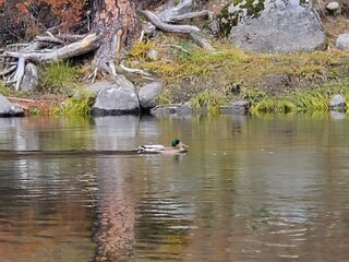 Ducks swimming up the river on an Autumn day 