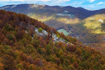 Beech forest in autumn. Expanses of trees with leaves in orange, red, yellow and green colors, Suitable for background or multicolored texture.