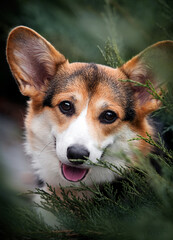 corgi dog peeking out of the grass