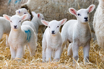 New born Lleyn lambs at lambing time