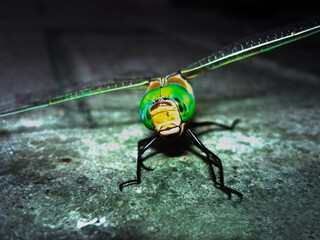 Dragonfly Resting on Stone