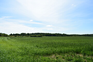 green field and blue sky
