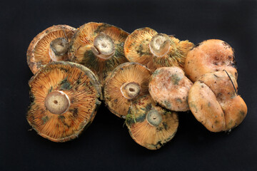 seasonal forest mushrooms typical from pines in the mediterranean