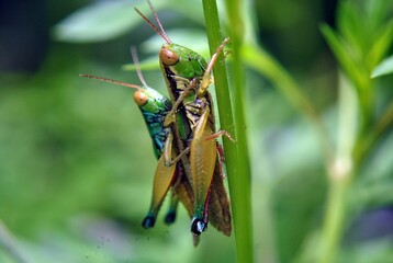 two grasshopper on the grass