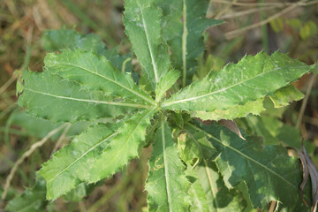 thistle leaves