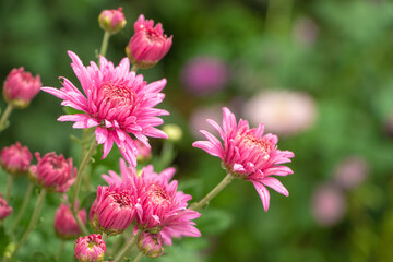 Pink flowers of the aster. Aster Dumosus