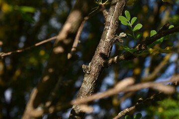 Bee collects pollen from tree in spring