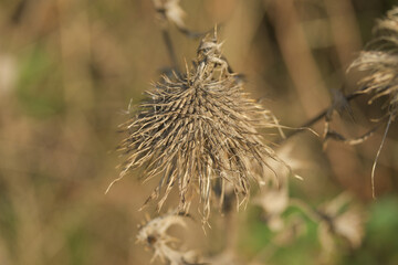 dry burdocks