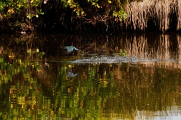 colorful kingfisher in flight is reflected in the water surface