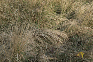 dry grass in the field