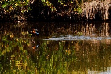 colorful kingfisher in flight is reflected in the water surface