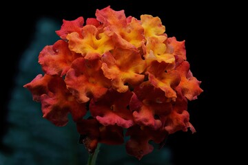 macro of the orange and red blossoms of a Lantana
