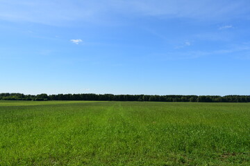 green field and blue sky