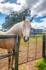 palamino horse in a paddock