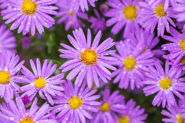 Purple flowers of Italian Asters, Michaelmas Daisy Aster Amellus , known as Italian Starwort, Fall Aster, violet blossom growing in garden, Italy. Soft focus