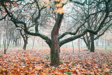 Autumn foggy landscape in a city Park. In the foreground is a tree of unusual shape, overgrown with moss. There is a carpet of fallen leaves on the ground.