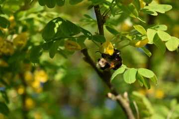 Bee collects pollen from tree in spring
