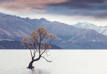 Wanaka tree
