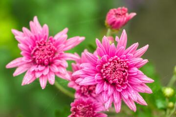 Obraz premium Pink flowers of the aster. Aster Dumosus